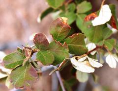 Searsia populifolia