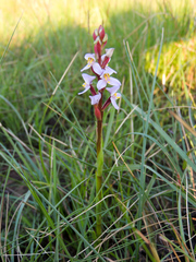 Disa similis