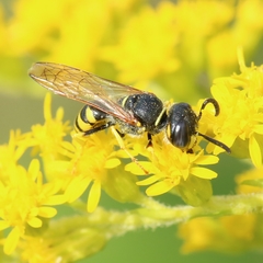 Philanthus triangulum