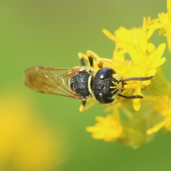 Philanthus triangulum