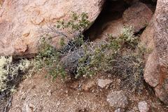 Searsia populifolia