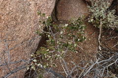 Searsia populifolia
