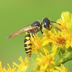 Philanthus triangulum