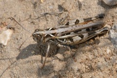 Dociostaurus brevicollis