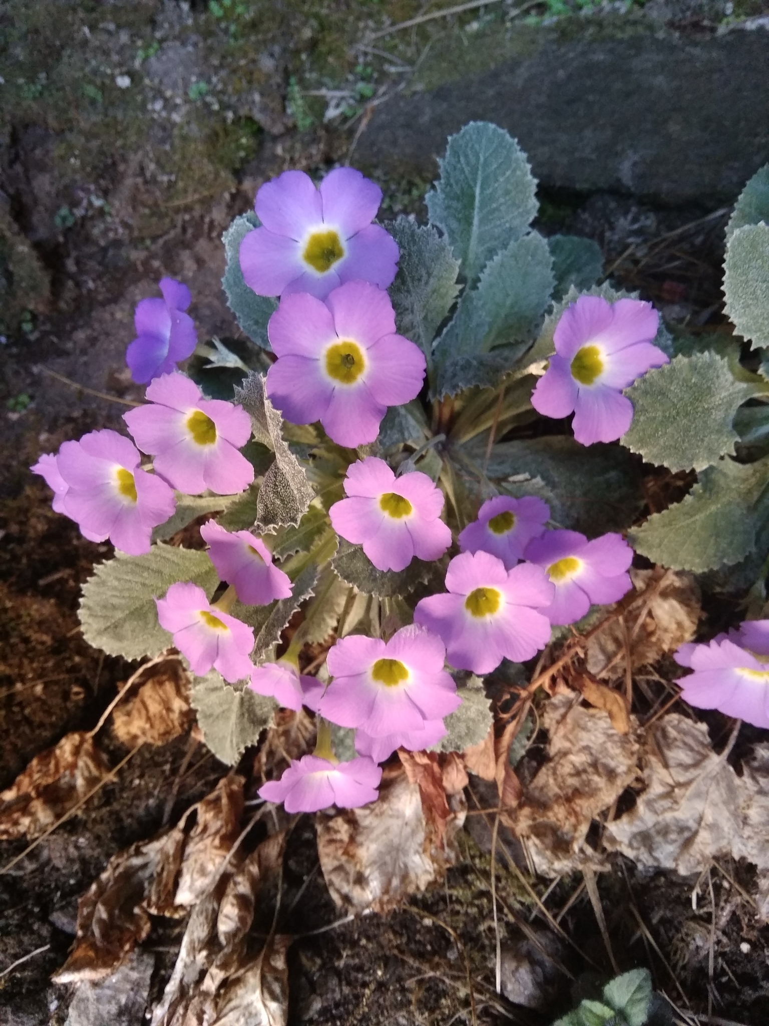 Primulaceae