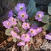 Primroses - Photo (c) SHYAM PHARTYAL, some rights reserved (CC BY-NC), uploaded by SHYAM PHARTYAL