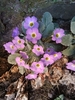 Primroses - Photo (c) SHYAM PHARTYAL, some rights reserved (CC BY-NC), uploaded by SHYAM PHARTYAL