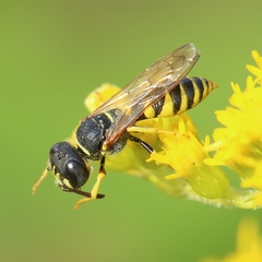 Philanthus triangulum