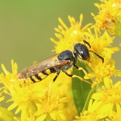 Philanthus triangulum