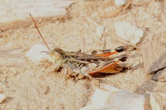 Dociostaurus brevicollis