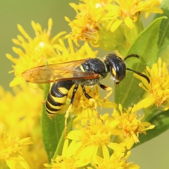 Philanthus triangulum