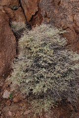 Hermannia minutiflora