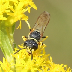 Philanthus triangulum