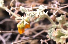 Hermannia minutiflora