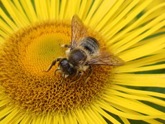 Megachile ligniseca