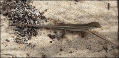 Chioninia spinalis