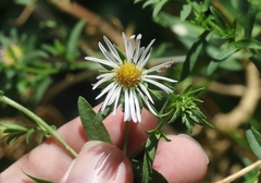 Symphyotrichum bracteolatum
