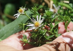 Symphyotrichum bracteolatum