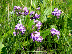 Lotononis bachmanniana