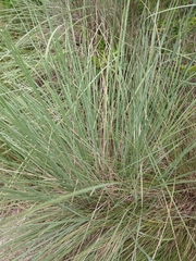 Muhlenbergia lindheimeri
