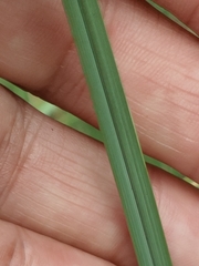 Muhlenbergia lindheimeri