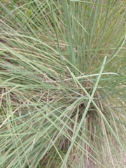 Muhlenbergia lindheimeri