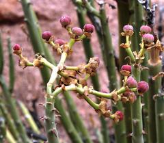 Euphorbia dregeana