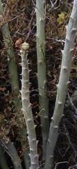 Euphorbia dregeana