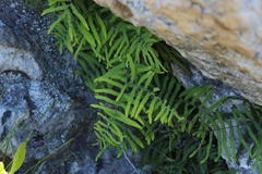 Gleichenia polypodioides