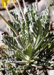 Euryops pectinatus pectinatus
