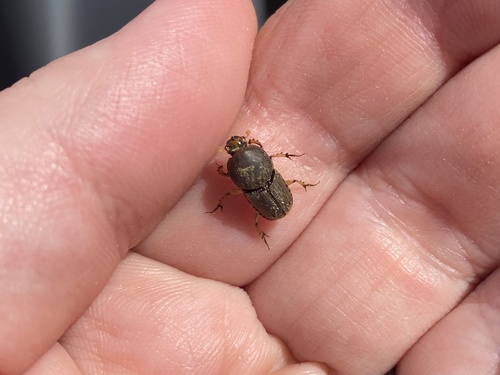 Northern Sandy Dung Beetle photo 2