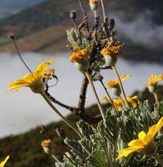 Euryops pectinatus pectinatus
