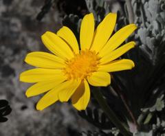 Euryops pectinatus pectinatus