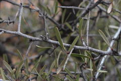 Gymnosporia gariepensis