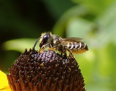 Megachile inimica