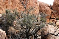 Gymnosporia gariepensis