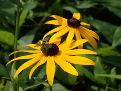 Megachile inimica