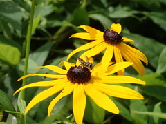 Megachile inimica