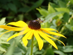 Megachile inimica