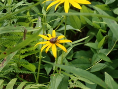 Megachile inimica