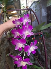 Dendrobium