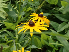 Megachile inimica