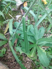 Erigeron floribundus