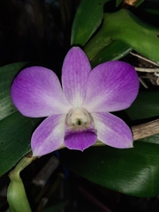 Dendrobium