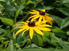 Megachile inimica