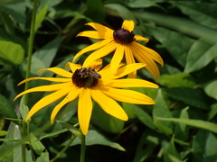 Megachile inimica