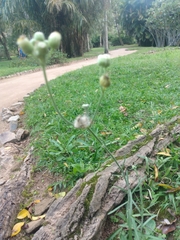 Erigeron floribundus