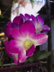 Dendrobium
