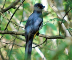 Trogon citreolus