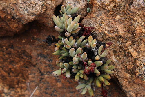 Crassula garibina
